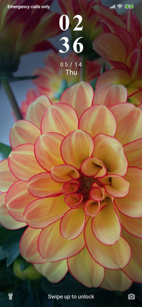 Dahlia_3MDS