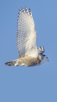Female snowy owl bubo scandiacus  in flight wolfe island