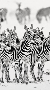 Chawodon National Park black-and-white zebras all