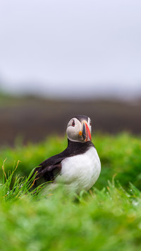 Puffin colony on Lunga Island