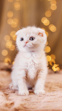 从小美到大的猫猫