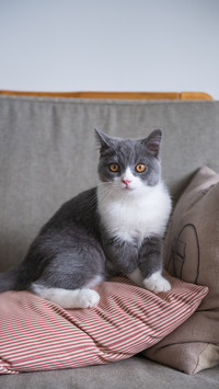 猫咪爱你的瞬间