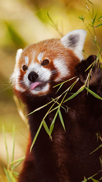 Cute animals-0