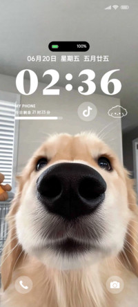 Ins可爱小狗来咯