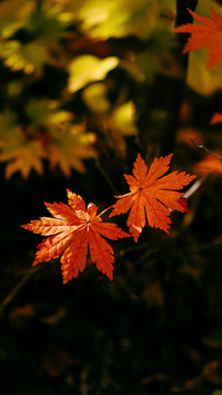 Maple Leaves in Benxi Laobian Valley in Autumn