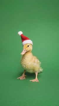 What are the care points for domestic ducks