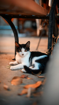 猫咪为何要离家出走？