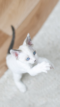 Must white cat have blue eyes 8