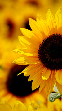 Yellow (6)