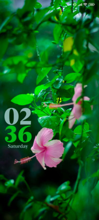 Pink Tree Flower