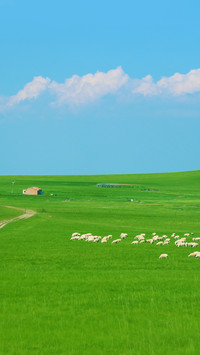 Herds of Cattle and Sheep on Inner Mongolia Prairie