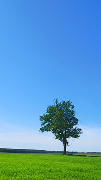Green grass and blue sky