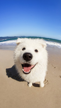 Unveiling the false smiling face of samoyeds