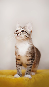 The Young Striped Domestic Cat with Brown Eyes Looking Up