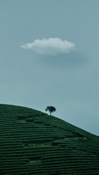 Baiyun Chashan 39