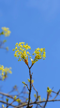 Spring scenery-11