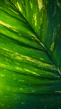 Green eye protection wallpaper