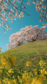 Cherry blossoms on the hillside