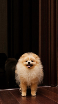 Cute small happy spitz dog on the brown wooden floor