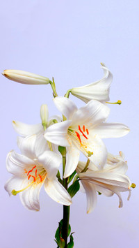 百合花美功效大