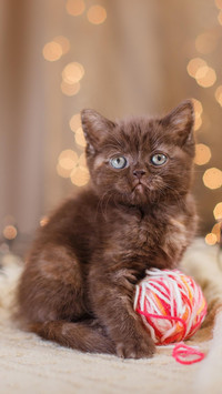 从小美到大的猫猫