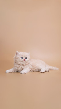 Creamy British Longhair kitten with a cute muzzle