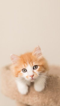 Beautiful orange and white kitten