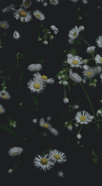 Mystery (31)