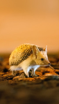 Hedgehog ready and on the alert