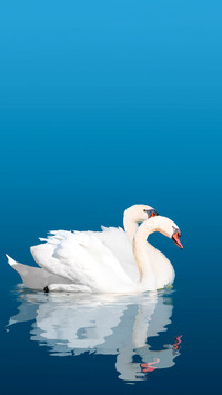Two swans floating on the water