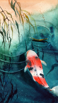 Lucky Koi Fish Illustration