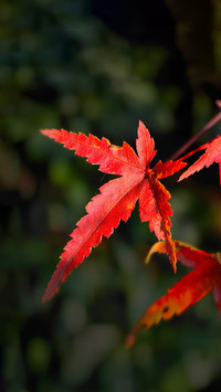 Fallen leaves are all facing up from the back