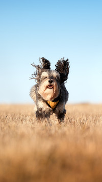 international_animal (9)