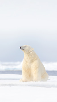 Polar Bear