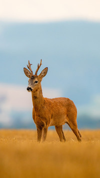 Roe deer in a rainy early summer evening