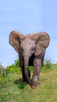 The smartest animal in the world 45