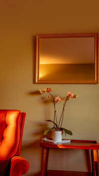 An orchids on side table in golden light living room