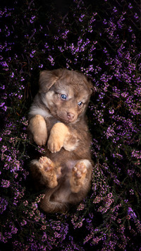 Deep within the purple flower lies a soft and budding