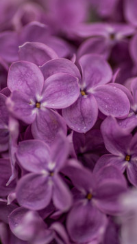 Roses and Lilacs