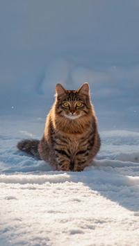 Fluffy cat in the snow, in Sunny weather