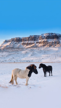 Horses in the wild west Iceland