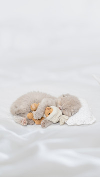 Baby Kitten Sleeping with Toy Bear on Pillow