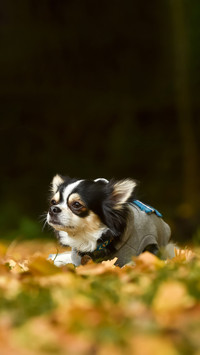 Chihuahuas in the autumn nature taken in Japan