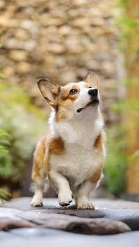 The corgi is walking on the stone