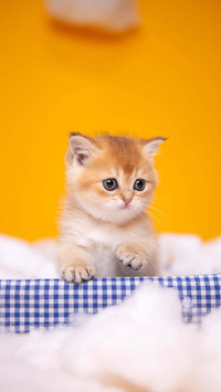 How to choose a litter box for cats