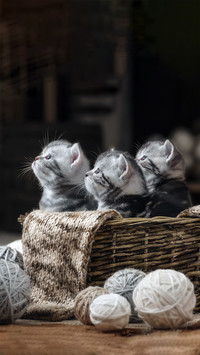 软萌小猫-拍信图库