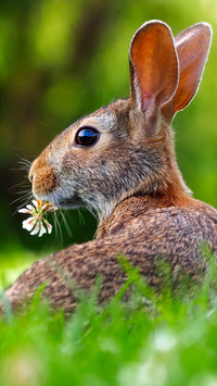 Rabbit (3)