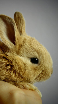 Rabbit (5)