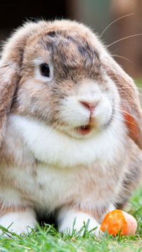 Rabbit (6)