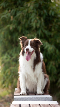 Dog153
